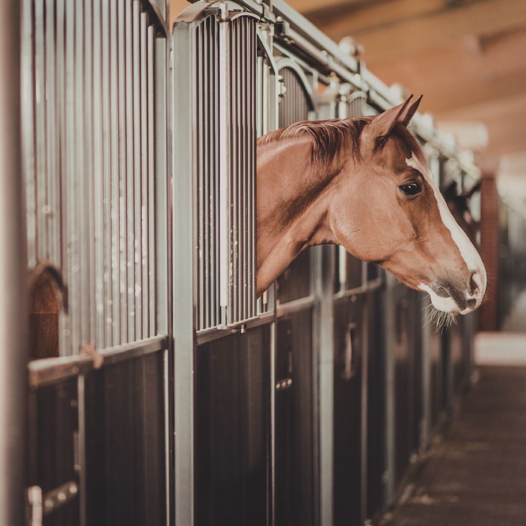 Feed Room Essentials this Winter